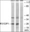 Zinc finger protein 703 antibody, orb313536, Biorbyt, Western Blot image 