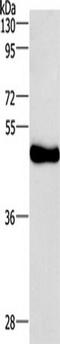 Ceramide glucosyltransferase antibody, TA349328, Origene, Western Blot image 