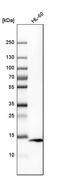 Vesicle Associated Membrane Protein 8 antibody, PA5-52358, Invitrogen Antibodies, Western Blot image 