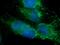 Peroxiredoxin Like 2A antibody, 20446-1-AP, Proteintech Group, Immunofluorescence image 