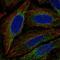 Extended Synaptotagmin 1 antibody, HPA076926, Atlas Antibodies, Immunofluorescence image 