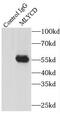 Malonyl-CoA decarboxylase, mitochondrial antibody, FNab05225, FineTest, Immunoprecipitation image 