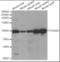 Integrin Subunit Alpha 2b antibody, orb376331, Biorbyt, Western Blot image 