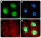 Zinc finger protein 42 antibody, 710190, Invitrogen Antibodies, Immunofluorescence image 
