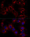Golgin A2 antibody, 19-604, ProSci, Immunofluorescence image 