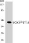 SRY-Box 8 antibody, LS-C200713, Lifespan Biosciences, Western Blot image 