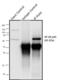 Rabbit IgG antibody, A27036, Invitrogen Antibodies, Immunoprecipitation image 