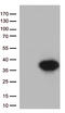 Neuron-specific antigen HPC-1 antibody, CF812839, Origene, Western Blot image 