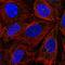 ITPRIP Like 2 antibody, HPA042011, Atlas Antibodies, Immunofluorescence image 