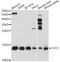 Cystatin C antibody, LS-C331541, Lifespan Biosciences, Western Blot image 