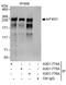 p220 antibody, A301-774A, Bethyl Labs, Immunoprecipitation image 