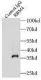 RNA Binding Motif Protein 4 antibody, FNab07176, FineTest, Immunoprecipitation image 