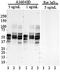Tau, 269-281 antibody, 850601, BioLegend, Western Blot image 