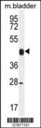 Cyclin Y antibody, 55-051, ProSci, Western Blot image 