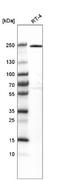 Von Willebrand Factor A Domain Containing 8 antibody, NBP2-30596, Novus Biologicals, Western Blot image 