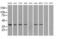 Isocitrate Dehydrogenase (NAD(+)) 3 Alpha antibody, MA5-25007, Invitrogen Antibodies, Western Blot image 