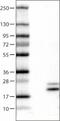 Ribonuclease 7 antibody, NBP2-52884, Novus Biologicals, Western Blot image 