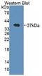 Erythrocyte Membrane Protein Band 4.1 antibody, LS-C374380, Lifespan Biosciences, Western Blot image 