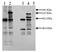 Plasminogen Activator, Tissue Type antibody, GTX79623, GeneTex, Western Blot image 