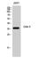Docking protein 5 antibody, GTX34357, GeneTex, Western Blot image 