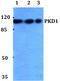 Protein Kinase D1 antibody, AP06569PU-N, Origene, Western Blot image 