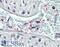 Pleckstrin antibody, 46-201, ProSci, Western Blot image 