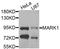 Serine/threonine-protein kinase MARK1 antibody, STJ110733, St John