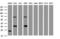 Jun Proto-Oncogene, AP-1 Transcription Factor Subunit antibody, LS-C175417, Lifespan Biosciences, Western Blot image 