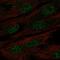 Protein mab-21-like 1 antibody, HPA059864, Atlas Antibodies, Immunofluorescence image 