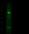 Matrix Metallopeptidase 8 antibody, 10254-RP02, Sino Biological, Western Blot image 