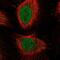 E2F Transcription Factor 4 antibody, NBP2-58401, Novus Biologicals, Immunocytochemistry image 