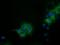 Isovaleryl-CoA dehydrogenase, mitochondrial antibody, GTX84285, GeneTex, Immunocytochemistry image 