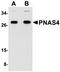 PNAS4 antibody, orb75217, Biorbyt, Western Blot image 
