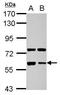 Glypican-5 antibody, PA5-30029, Invitrogen Antibodies, Western Blot image 