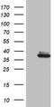 Ornithine Carbamoyltransferase antibody, TA802598BM, Origene, Western Blot image 