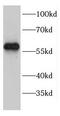 Ectonucleoside Triphosphate Diphosphohydrolase 6 antibody, FNab02785, FineTest, Western Blot image 
