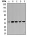 6-phosphogluconate dehydrogenase, decarboxylating antibody, abx142139, Abbexa, Western Blot image 