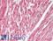 Dor antibody, LS-C679865, Lifespan Biosciences, Immunohistochemistry paraffin image 