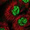 CDC42 Small Effector 2 antibody, NBP1-82131, Novus Biologicals, Immunofluorescence image 