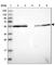 Coiled-Coil Domain Containing 40 antibody, HPA022974, Atlas Antibodies, Western Blot image 