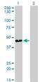 ATPase H+ Transporting V0 Subunit D1 antibody, LS-C104911, Lifespan Biosciences, Western Blot image 