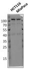 Hexokinase 2 antibody, 700422, Invitrogen Antibodies, Western Blot image 