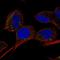 Solute Carrier Family 9 Member B1 antibody, HPA058971, Atlas Antibodies, Immunofluorescence image 