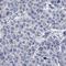 Myo-Inositol Oxygenase antibody, NBP2-31976, Novus Biologicals, Immunohistochemistry frozen image 