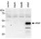 MAF BZIP Transcription Factor antibody, A300-613A, Bethyl Labs, Western Blot image 