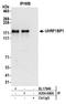 UHRF1 Binding Protein 1 antibody, A304-646A, Bethyl Labs, Immunoprecipitation image 