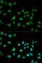 CDw293 antibody, orb48291, Biorbyt, Immunofluorescence image 
