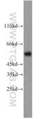 Metalloreductase STEAP4 antibody, 11944-1-AP, Proteintech Group, Western Blot image 