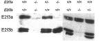 E2F Transcription Factor 3 antibody, EC0001, Kerafast, Western Blot image 