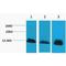 Histone Cluster 4 H4 antibody, LS-C387522, Lifespan Biosciences, Western Blot image 